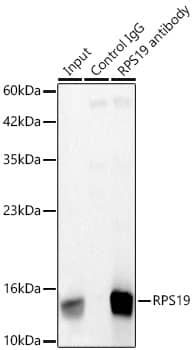 Immunoprecipitation RPS19 Antibody (4V3S7)