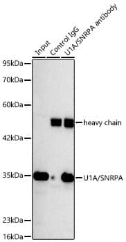 Immunoprecipitation: U1A Antibody (8I3P5) [U1A] - Immunoprecipitation of U1A from 300 ug extracts of HeLa cells was performed using 3 ug of U1A Rabbit mAb . Rabbit IgG isotype control was used to precipitate the Control IgG sample. IP samples were eluted with 1X Laemmli Buffer. The Input lane represents 10% of the total input. Western blot analysis of immunoprecipitates was conducted using U1A Rabbit mAb  at a dilution of 1:1000.