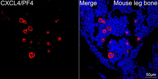 Immunocytochemistry/ Immunofluorescence: CXCL4/PF4 Antibody (6Q10H2) [NBP3-16251] - Confocal imaging of Mouse leg bone using CXCL4/PF4 Rabbit mAb. DAPI was used for nuclear staining (blue). Objective: 40x.