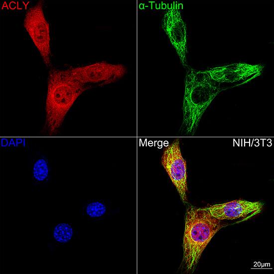 Immunocytochemistry/ Immunofluorescence: ATP Citrate Lyase Antibody (8A0V0) [NBP3-16261] - Confocal imaging of NIH/3T3 cells using ATP Citrate Lyase Rabbit mAb. The cells were counterstained with alpha-Tubulin Mouse mAb (Green). DAPI was used for nuclear staining (blue). Objective: 100x.