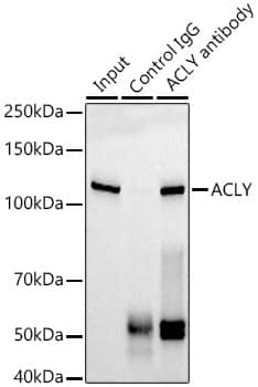 Immunoprecipitation: ATP Citrate Lyase Antibody (8A0V0) [NBP3-16261] - Immunoprecipitation analysis of 300 ug extracts from HepG2 cells using 3 ug ATP Citrate Lyase antibody . Western blot was performed from the immunoprecipitate using ATP Citrate Lyase antibody at a dilution of 1:1000.