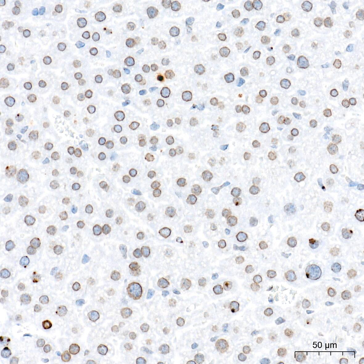 Immunohistochemistry: BANF1 Antibody (6J8O2) [NBP3-16263] - Immunohistochemistry analysis of paraffin-embedded Mouse liver tissue using BANF1 Rabbit mAb at a dilution of 1:500 (40x lens). High pressure antigen retrieval performed with 0.01M Tris-EDTA Buffer (pH 9.0) prior to IHC staining.