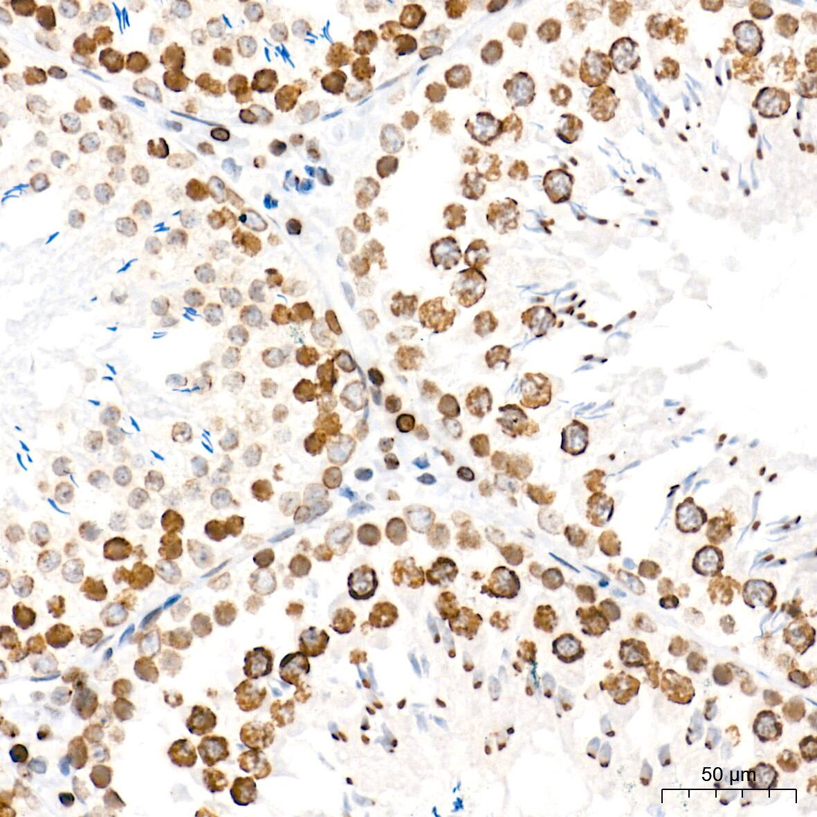 Immunohistochemistry: BANF1 Antibody (6J8O2) [NBP3-16263] - Immunohistochemistry analysis of paraffin-embedded Rat testis tissue using BANF1 Rabbit mAb at a dilution of 1:500 (40x lens). High pressure antigen retrieval performed with 0.01M Tris-EDTA Buffer (pH 9.0) prior to IHC staining.