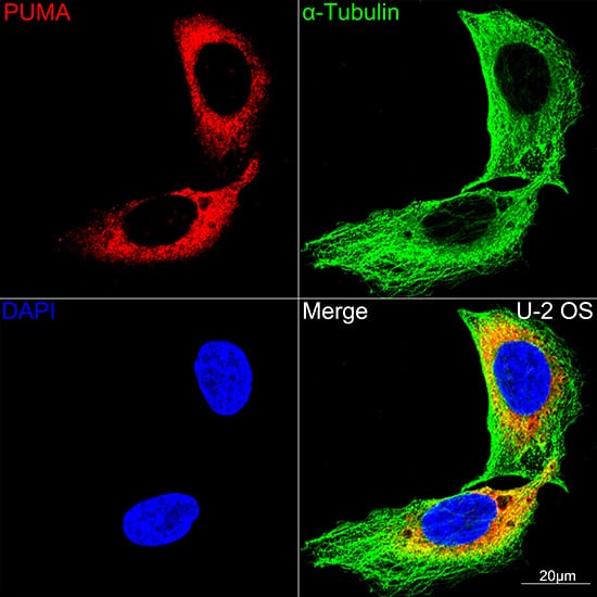 Immunocytochemistry/ Immunofluorescence: PUMA Antibody (9C5W5) [NBP3-16268] - Confocal imaging of U-2 OS cells using PUMA Rabbit mAb. The cells were counterstained with alpha-Tubulin Mouse mAb (Green). DAPI was used for nuclear staining (blue). Objective: 100x.