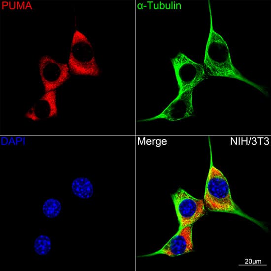 Immunocytochemistry/ Immunofluorescence: PUMA Antibody (9C5W5) [NBP3-16268] - Confocal imaging of NIH/3T3 cells using PUMA Rabbit mAb. The cells were counterstained with alpha-Tubulin Mouse mAb (Green). DAPI was used for nuclear staining (blue). Objective: 100x.