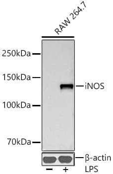 Western Blot: iNOS Antibody (3L0U6) [NBP3-16273] - Western blot analysis of lysates from RAW 264.7 cells using iNOS Rabbit mAb at 1:1000 dilution incubated overnight at 4C. Raw264.7 cells were treated by LPS (1 ug/ml) at 37C for 8 hours.Secondary antibody: HRP-conjugated Goat anti-Rabbit IgG (H+L) at 1:10000 dilution.Lysates/proteins: 30 ug per lane. Blocking buffer: 3 % nonfat dry milk in TBST. Detection: ECL Basic Kit. Exposure time: 30s.