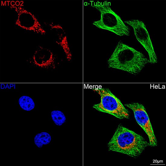 Immunocytochemistry/ Immunofluorescence: MT-CO2 Antibody (6H0N5) [NBP3-16283] - Confocal imaging of HeLa cells using MT-CO2 Rabbit mAb followed by a further incubation with Cy3 Goat Anti-Rabbit IgG (H+L) . The cells were counterstained with alpha-Tubulin Mouse mAb followed by incubation with ABflo(R) 488-conjugated Goat Anti-Mouse IgG (H+L) Ab (Green). DAPI was used for nuclear staining (Blue). Objective: 100x.