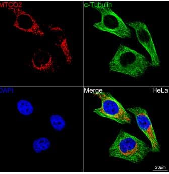 Immunohistochemistry- MT-CO2 Antibody (6H0N5) [NBP3-16283] -Confocal imaging of HeLa cells using MTCO2 Rabbit mAb (dilution 1:200) followed by a further incubation with Cy3 Goat Anti-Rabbit IgG (H+L) (dilution 1:500) (Red). The cells were counterstained with  alpha -Tubulin Mouse mAb (dilution 1:400) followed by incubation with ABflo® 488-conjugated Goat Anti-Mouse IgG (H+L) Ab (dilution 1:500) (Green). DAPI was used for nuclear staining (Blue). Objective: 100x.