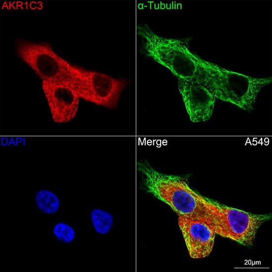 Immunocytochemistry/ Immunofluorescence: Aldo-keto Reductase 1C3/AKR1C3 Antibody (7T10F5) [NBP3-16288] - Confocal imaging of A549 cells using Aldo-keto Reductase 1C3/AKR1C3 Rabbit mAb. The cells were counterstained with alpha-Tubulin Mouse mAb (Green). DAPI was used for nuclear staining (blue). Objective: 100x.