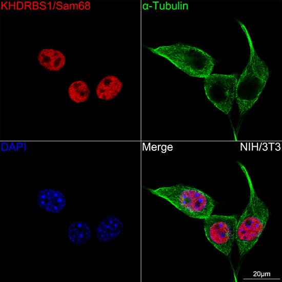 Immunocytochemistry/ Immunofluorescence: SAM68 Antibody (1O7D1) [NBP3-16289] - Confocal imaging of NIH/3T3 cells using SAM68 Rabbit mAb . The cells were counterstained with alpha-Tubulin Mouse mAb (Green). DAPI was used for nuclear staining (blue). Objective: 100x.