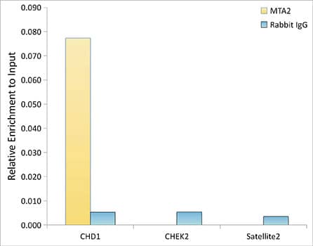 Chromatin Immunoprecipitation: MTA2 Antibody (9A5Y7) [NBP3-16291] - Chromatin immunoprecipitation analysis of extracts of HeLa cells, using MTA2 antibody and rabbit IgG.The amount of immunoprecipitated DNA was checked by quantitative PCR. Histogram was constructed by the ratios of the immunoprecipitated DNA to the input.