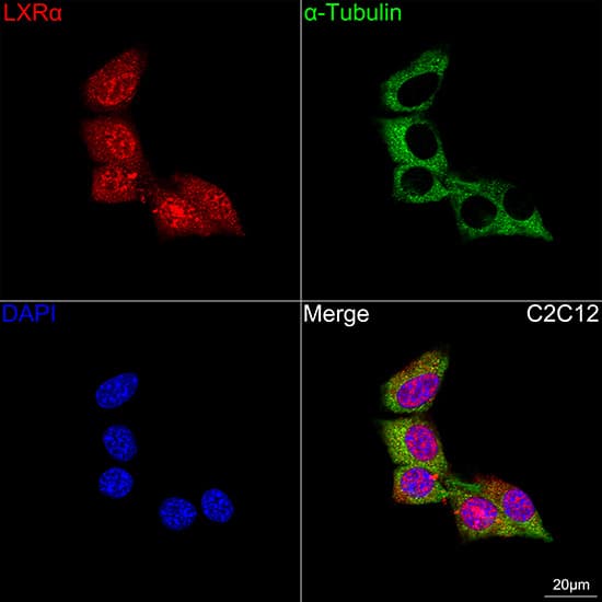 Immunocytochemistry/ Immunofluorescence: LXR alpha/NR1H3 Antibody (7Z4H10) [NBP3-16304] - Confocal imaging of C2C12 cells using LXR alpha/NR1H3 Rabbit mAb followed by a further incubation with Cy3 Goat Anti-Rabbit IgG (H+L) . The cells were counterstained with alpha-Tubulin Mouse mAb followed by incubation with ABflo(R) 488-conjugated Goat Anti-Mouse IgG (H+L) Ab (Green). DAPI was used for nuclear staining (Blue). Objective: 100x.