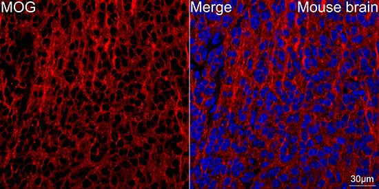 Immunocytochemistry/ Immunofluorescence: MOG Antibody (7G8C4) [NBP3-16310] - Confocal imaging of frozen sections of Mouse brain using MOG Rabbit mAb followed by incubation with Cy3 Goat Anti-Rabbit IgG (H+L).DAPI was used for nuclear staining (Blue). Objective: 40x.Perform high pressure antigen retrieval with 0.01M citrate buffer (pH 6.0) prior to IF staining.