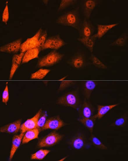 Immunocytochemistry/ Immunofluorescence: JAB1 Antibody (3X5F0) [NBP3-16328] - Immunofluorescence analysis of NIH-3T3 cells using JAB1 Rabbit mAb at dilution of 1:100 (40x lens). Secondary antibody: Cy3-conjugated Goat anti-Rabbit IgG (H+L) at 1:500 dilution. Blue: DAPI for nuclear staining.