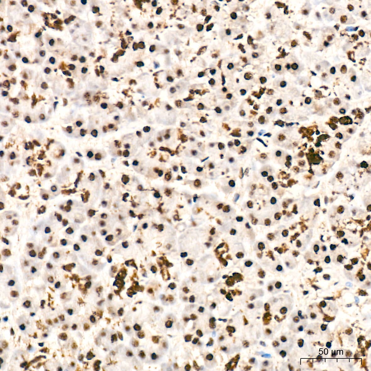 Immunohistochemistry: SF2 Antibody (3J5Q9) [NBP3-16329] - Immunohistochemistry analysis of paraffin-embedded Human pancreas tissue using SF2 Rabbit mAb at a dilution of 1:1000 (40x lens). High pressure antigen retrieval was performed with 0.01 M citrate buffer (pH 6.0) prior to IHC staining.