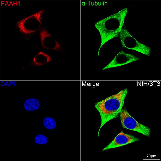 Immunocytochemistry/ Immunofluorescence: FAAH Antibody (10A1M7) [NBP3-16330] - Confocal imaging of NIH/3T3 cells using FAAH Rabbit mAb  followed by a further incubation with Cy3 Goat Anti-Rabbit IgG (H+L).The cells were counterstained with alpha-Tubulin Mouse mAb followed by incubation with ABflo(R) 488-conjugated Goat Anti-Mouse IgG (H+L) Ab (Green).DAPI was used for nuclear staining (Blue). Objective: 100x.
