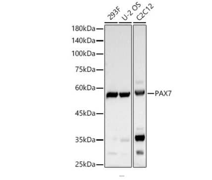 Western Blot: Pax7 Antibody (5G2Q9) [NBP3-16337] -Analysis of various lysates using PAX7 Rabbit pAb at 1:400 dilution.Secondary antibody:HRP Goat Anti-Rabbit IgG (H+L) at 1:10000 dilution.Lysates / proteins: 25 ug per lane.Blocking buffer: 3 % nonfat dry milk in TBST.Detection:ECL Basic Kit. Exposuretime: 30s.