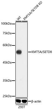 <b>Genetic Strategies Validation. </b>Western Blot: SETD8 Antibody (5M9P5) [SETD8] - Western blot analysis of lysates from wild type(WT) and SETD8 knockdown (KD) 293T cells, using [KD Validated] SETD8 Rabbit mAb  at 1:1000 dilution.Secondary antibody: HRP Goat Anti-Rabbit IgG (H+L)  at 1:10000 dilution.Lysates/proteins: 25ug per lane.Blocking buffer: 3% nonfat dry milk in TBST.Enhanced Kit .Exposure time: 30s.