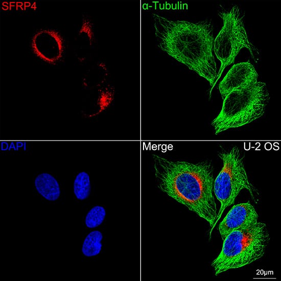 Immunocytochemistry/ Immunofluorescence: sFRP-4 Antibody (7Z6Q1) [NBP3-16352] - Confocal imaging of U-2 OS cells using sFRP-4 Rabbit mAb  followed by a further incubation with Cy3 Goat Anti-Rabbit IgG (H+L).The cells were counterstained with alpha-Tubulin Mouse mAb followed by incubation with ABflo(R) 488-conjugated Goat Anti-Mouse IgG (H+L) Ab (Green).DAPI was used for nuclear staining (Blue). Objective: 100x.