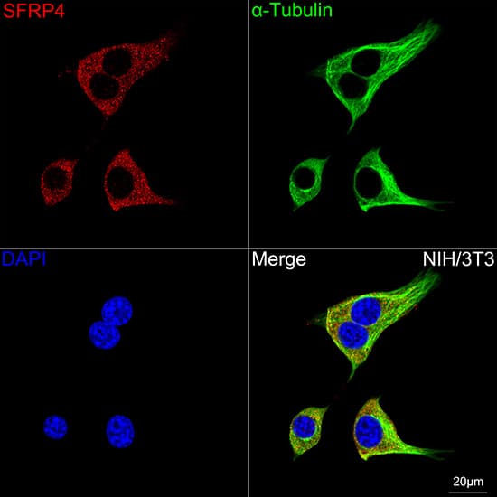 Immunocytochemistry/ Immunofluorescence: sFRP-4 Antibody (7Z6Q1) [NBP3-16352] - Confocal imaging of NIH/3T3 cells using sFRP-4 Rabbit mAb  followed by a further incubation with Cy3 Goat Anti-Rabbit IgG (H+L).The cells were counterstained with alpha-Tubulin Mouse mAb followed by incubation with ABflo(R) 488-conjugated Goat Anti-Mouse IgG (H+L) Ab (Green).DAPI was used for nuclear staining (Blue). Objective: 100x.