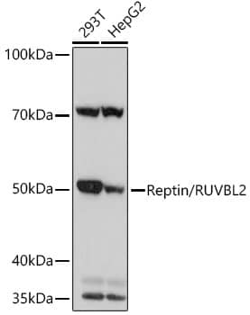 Western Blot: RUVBL2 Antibody (3U4L10) [NBP3-16361] - Western blot analysis of extracts of various cell lines, using RUVBL2 Rabbit mAb  at 1:1000 dilution.Secondary antibody: HRP Goat Anti-Rabbit IgG (H+L)  at 1:10000 dilution.Lysates/proteins: 25ug per lane.Blocking buffer: 3% nonfat dry milk in TBST.Detection: ECL Basic Kit .Exposure time: 3s.
