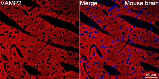 Immunocytochemistry/ Immunofluorescence: VAMP-2 Antibody (8X9D9) [NBP3-16362] - Confocal imaging of paraffin-embedded Mouse brain using VAMP-2 Rabbit mAb  followed by a further incubation with Cy3 Goat Anti-Rabbit IgG (H+L).DAPI was used for nuclear staining (Blue). Objective: 40x. Perform microwave antigen retrieval with 0.01 M citRate buffer (pH 6.0) prior to IF staining.