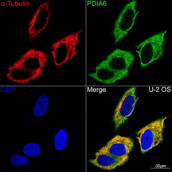 Immunocytochemistry/ Immunofluorescence: PDIA6 Antibody (2Q1L1) [NBP3-16365] - Confocal imaging of HeLa cells using PDIA6 Rabbit mAb  (Green). The cells were counterstained with Alpha-tubulin (ubiquitous) chain Rabbit mAb  . DAPI was used for nuclear staining (blue). Objective: 60x.