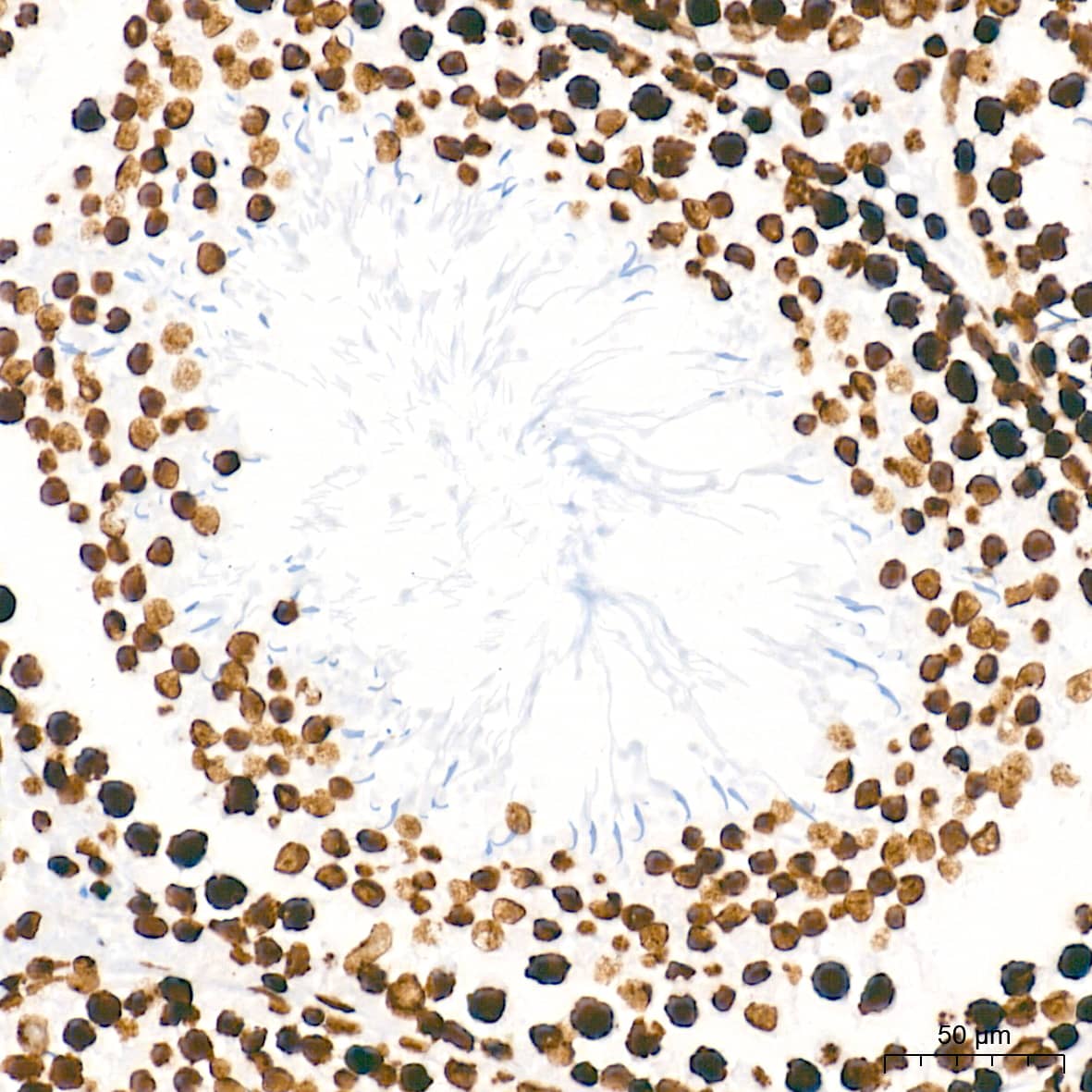 Immunohistochemistry: HMGA1 Antibody (5J0E6) [NBP3-16379] - Immunohistochemistry analysis of paraffin-embedded Rat testis tissue using HMGA1 Rabbit mAb at a dilution of 1:5000 (40x lens). High pressure antigen retrieval performed with 0.01M Tris-EDTA Buffer (pH 9.0) prior to IHC staining.