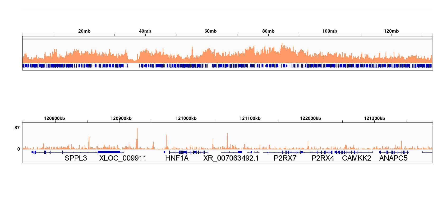 Chromatin Immunoprecipitation HMGA1 Antibody (5J0E6)