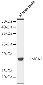 Western Blot: HMGA1 Antibody (5J0E6) [NBP3-16379] - Western blot analysis of lysates from Mouse testis, using HMGA1 Rabbit mAb at 1:1000 dilution.Secondary antibody: HRP-conjugated Goat anti-Rabbit IgG (H+L) at 1:10000 dilution.Lysates/proteins: 25ug per lane.Blocking buffer: 3% nonfat dry milk in TBST.Detection: ECL Basic Kit.Exposure time: 90s.