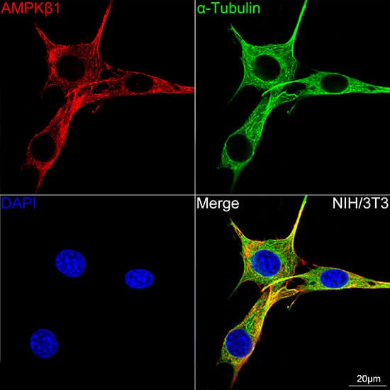 Immunocytochemistry/ Immunofluorescence: AMPK beta 1 Antibody (7G8U1) [NBP3-16380] - Confocal imaging of NIH/3T3 cells using AMPK beta 1 Rabbit mAb. The cells were counterstained with alpha-Tubulin Mouse mAb (Green). DAPI was used for nuclear staining (blue). Objective: 100x.