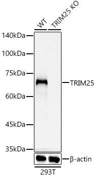 <b>Genetic Strategies Validation. </b>Western Blot: TRIM25 Antibody (4Q0D2) [TRIM25] - Western blot analysis of lysates from wild type(WT) and TRIM25 knockout (KO) 293T(KO) cells, using [KO Validated] TRIM25 Rabbit mAb  at 1:1000 dilution.Secondary antibody: HRP-conjugated Goat anti-Rabbit IgG (H+L)  at 1:10000 dilution.Lysates/proteins: 25ug per lane.Blocking buffer: 3% nonfat dry milk in TBST.Detection: ECL Basic Kit .Exposure time: 3s.