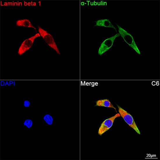 Immunocytochemistry/ Immunofluorescence: Laminin beta 1 Antibody (6I9T4) [NBP3-16392] - Confocal imaging of C6 cells using Laminin beta 1 Rabbit mAb followed by a further incubation with Cy3 Goat Anti-Rabbit IgG (H+L) . The cells were counterstained with alpha-Tubulin Mouse mAb followed by incubation with ABflo(R) 488-conjugated Goat Anti-Mouse IgG (H+L) Ab (Green). DAPI was used for nuclear staining (Blue). Objective: 100x.