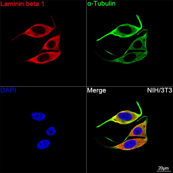 Immunocytochemistry/ Immunofluorescence: Laminin beta 1 Antibody (6I9T4) [NBP3-16392] - Confocal imaging of NIH/3T3 cells using Laminin beta 1 Rabbit mAb followed by a further incubation with Cy3 Goat Anti-Rabbit IgG (H+L) . The cells were counterstained with alpha-Tubulin Mouse mAb followed by incubation with ABflo(R) 488-conjugated Goat Anti-Mouse IgG (H+L) Ab (Green). DAPI was used for nuclear staining (Blue). Objective: 100x.