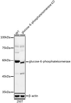 Western Blot: Glucose 6 phosphate isomerase Antibody (2Y8R0) [NBP3-16401] - Western blot analysis of lysates from wild type(WT) and glucose-6-phosphateisomerase knockdown (KD) 293T cells, using [KD Validated] Glucose 6 phosphate isomerase Rabbit mAb at 1:1000 dilution.Secondary antibody: HRP Goat Anti-Rabbit IgG (H+L) at 1:10000 dilution.Lysates/proteins: 25ug per lane.Blocking buffer: 3% nonfat dry milk in TBST.Detection: ECL Basic Kit.Exposure time: 60s.