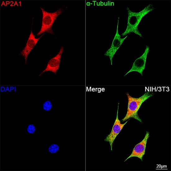 Immunocytochemistry/ Immunofluorescence: alpha Adaptin Antibody (8R8B6) [NBP3-16402] - Confocal imaging of NIH/3T3 cells using alpha Adaptin Rabbit mAb followed by a further incubation with Cy3 Goat Anti-Rabbit IgG (H+L) . The cells were counterstained with alpha-Tubulin Mouse mAb followed by incubation with ABflo(R) 488-conjugated Goat Anti-Mouse IgG (H+L) Ab (Green). DAPI was used for nuclear staining (Blue). Objective: 100x.
