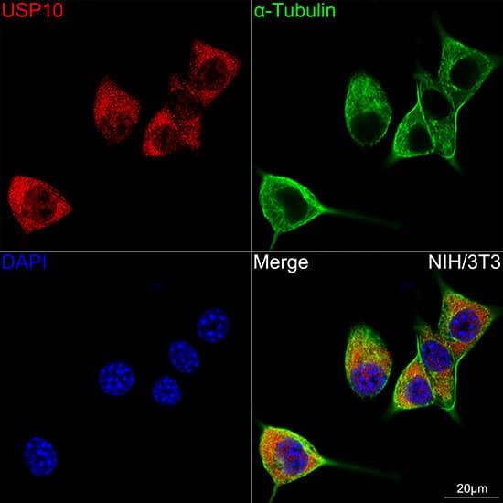 Immunocytochemistry/ Immunofluorescence: USP10 Antibody (9L6F3) [NBP3-16416] - Confocal imaging of NIH/3T3 cells using USP10 Rabbit mAb . The cells were counterstained with alpha-Tubulin Mouse mAb (Green). DAPI was used for nuclear staining (blue). Objective: 100x.