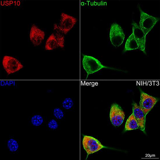 Immunocytochemistry/ Immunofluorescence: USP10 Antibody (9L6F3) [USP10] - Confocal imaging of NIH/3T3 cells using USP10 Rabbit mAb  . The cells were counterstained with alpha-Tubulin Mouse mAb  (Green). DAPI was used for nuclear staining (blue). Objective: 100x.