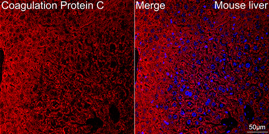 Immunocytochemistry/ Immunofluorescence Coagulation Factor XIV/Protein C Antibody (3W3R7)