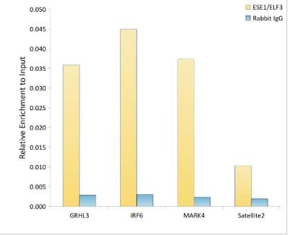 Chromatin Immunoprecipitation: ELF3/ESE-1 Antibody (7O2V4) [NBP3-16429] -  Analysis of extracts of HepG2 cells, using ESE1/ELF3 antibody and rabbit IgG.The amount of immunoprecipitated DNA was checked by quantitative PCR. Histogram was constructed by the ratios of the immunoprecipitated DNA to the input.