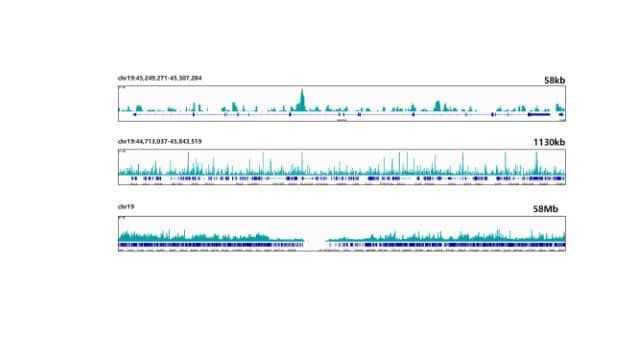 Chip IP Sequencing: ELF3/ESE-1 Antibody (7O2V4) [NBP3-16429] -CUT&Tag was performed using the CUT&Tag Assay Kit (pAG-Tn5) for Illumina from 10⁵ HepG5 with 1μg ESE1 along with a Goat Anti-Rabbit IgG(H+L). The CUT&Tag results indicate the enrichment pattern of ESE1 in representative gene loci (MARK4), as shown in figure.