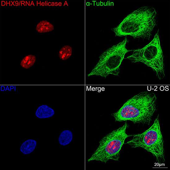 Immunocytochemistry/ Immunofluorescence: RNA Helicase A Antibody (2I6C5) [NBP3-16435] - Confocal imaging of U-2 OS cells using RNA Helicase A Rabbit mAb. The cells were counterstained with alpha-Tubulin Mouse mAb (Green). DAPI was used for nuclear staining (blue). Objective: 100x.