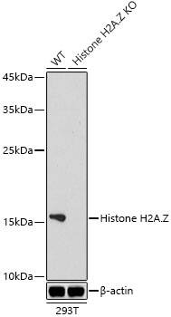 Western Blot: Histone H2A.Z Antibody (2X2I10) [NBP3-16447] - Western blot analysis of lysates from wild type(WT) and Histone H2A.Z knockout (KO) 293T(KO) cells, using [KO Validated] Histone H2A.Z Rabbit mAb at 1:1000 dilution.Secondary antibody: HRP-conjugated Goat anti-Rabbit IgG (H+L) at 1:10000 dilution.Lysates/proteins: 25ug per lane.Blocking buffer: 3% nonfat dry milk in TBST.Detection: ECL Basic Kit.Exposure time: 1s.