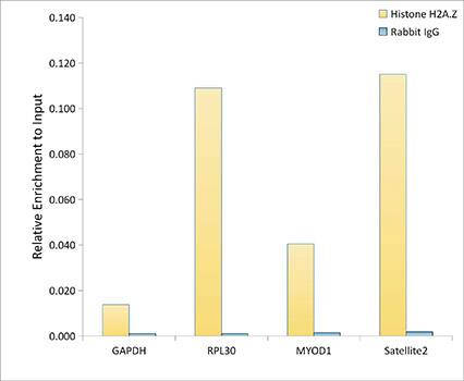 Chromatin Immunoprecipitation: Histone H2A.Z Antibody (2X2I10) [NBP3-16447] - Chromatin immunoprecipitation analysis of extracts of HeLa cells, using Histone H2A.Z Rabbit mAb antibody and rabbit IgG.The amount of immunoprecipitated DNA was checked by quantitative PCR. Histogram was constructed by the ratios of the immunoprecipitated DNA to the input.