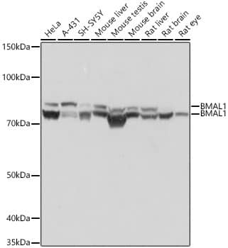 Western Blot: BMAL1 Antibody (4F5N3) [NBP3-16467] - Western blot analysis of various lysates using BMAL1 Rabbit mAb at 1:1000 dilution.Secondary antibody: HRP-conjugated Goat anti-Rabbit IgG (H+L) at 1:10000 dilution.Lysates/proteins: 25ug per lane.Blocking buffer: 3% nonfat dry milk in TBST.Detection: ECL Basic Kit.Exposure time: 3s.