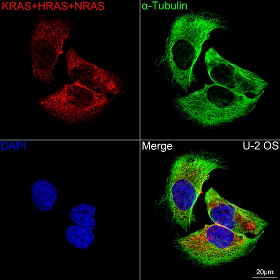 Immunocytochemistry/ Immunofluorescence: NRAS Antibody (6S6F3) [NBP3-16473] - Confocal imaging of U-2 OS cells using NRAS Rabbit mAb  followed by a further incubation with Cy3 Goat Anti-Rabbit IgG (H+L).The cells were counterstained with alpha-Tubulin Mouse mAb followed by incubation with ABflo(R) 488-conjugated Goat Anti-Mouse IgG (H+L) Ab (Green).DAPI was used for nuclear staining (Blue). Objective: 100x.