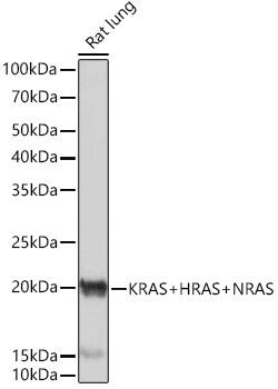 Western Blot: NRAS Antibody (6S6F3) [NBP3-16473] - Western blot analysis of lysates from Rat lung, using NRAS Rabbit mAb at 1:1000 dilution.Secondary antibody: HRP Goat Anti-Rabbit IgG (H+L) at 1:10000 dilution.Lysates/proteins: 25ug per lane.Blocking buffer: 3% nonfat dry milk in TBST.Detection: ECL Basic Kit.Exposure time: 1s.