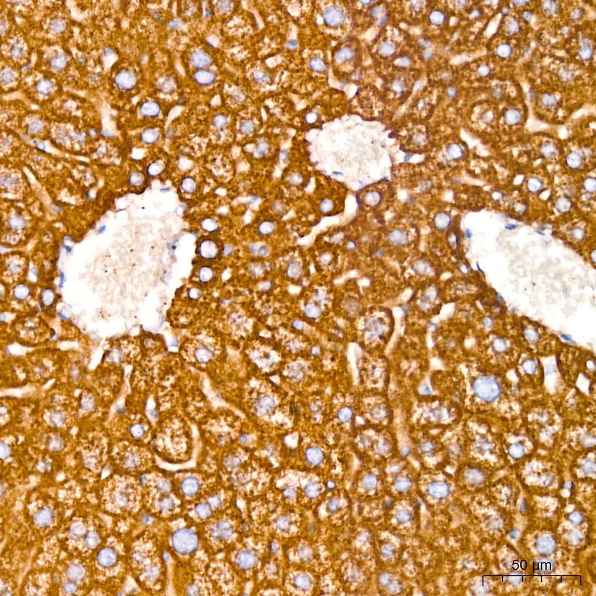 Immunohistochemistry: PBR Antibody (4I9K6) [NBP3-16497] - Immunohistochemistry analysis of paraffin-embedded Mouse liver tissue using PBR Rabbit mAb at a dilution of 1:200 (40x lens). High pressure antigen retrieval performed with 0.01M Citrate Buffer (pH 6.0) prior to IHC staining.