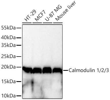 Western Blot: Calmodulin Antibody (10W3Y7) [NBP3-16500] - Western blot analysis of various lysates using Calmodulin Rabbit mAb at 1:1000 dilution incubated at room temperature for 1.5 hours.Secondary antibody: HRP-conjugated Goat anti-Rabbit IgG (H+L) at 1:10000 dilution.Lysates/proteins: 25 ug per lane.Blocking buffer: 3% nonfat dry milk in TBST.Detection: ECL Basic Kit.Exposure time: 10s.