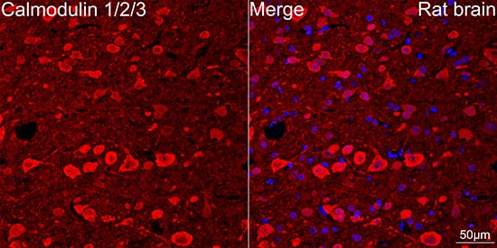 Immunocytochemistry/ Immunofluorescence: Calmodulin Antibody (10W3Y7) [NBP3-16500] - Confocal imaging of paraffin-embedded Rat brain using Calmodulin Rabbit mAb followed by a further incubation with Cy3 Goat Anti-Rabbit IgG (H+L) . DAPI was used for nuclear staining (Blue). Objective: 40x. Perform microwave antigen retrieval with 0.01 M citrate buffer (pH 6.0) prior to IF staining.